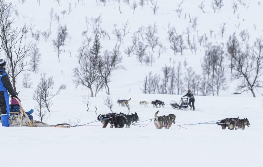 Advanced Dog Sledding Midday – Incl. Transport (Low Season)