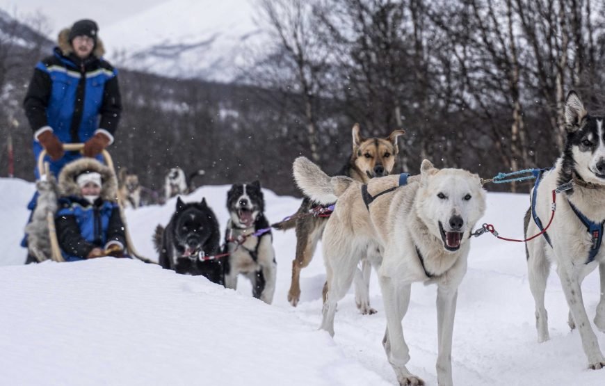 Advanced Dog Sledding Midday – Incl. Transport (Low Season)