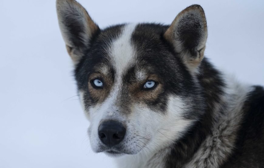Advanced Dog Sledding Midday – Incl. Transport (Low Season)