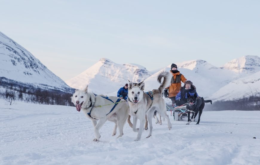 Advanced Dog Sledding Midday – Incl. Transport (Low Season)