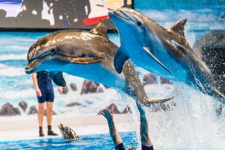 Dubai Dolphinarium (Dubai Dolphin Show) Dolphin & Seal Show VIP Tickets