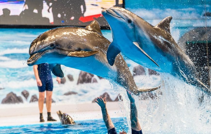 Dubai Dolphinarium (Dubai Dolphin Show) Dolphin & Seal Show VIP Tickets