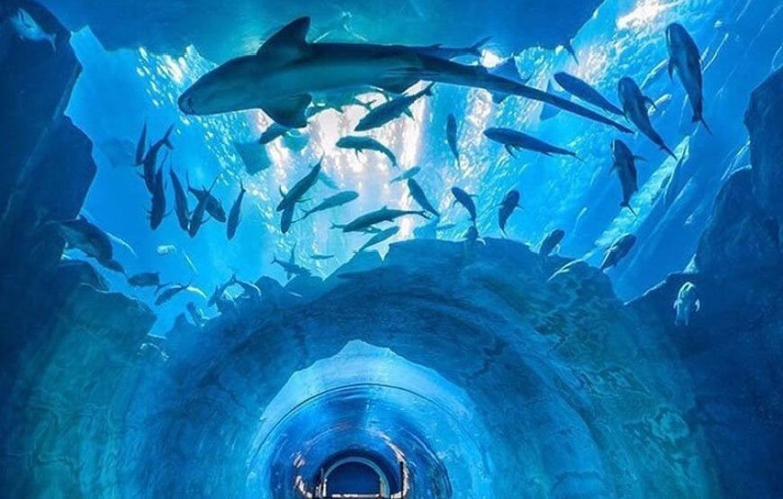 Dubai Aquarium & Underwater Zoo – Ultimate Experience Admission