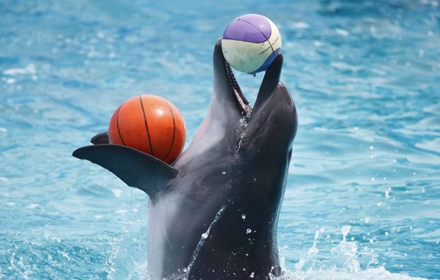 Dubai Dolphinarium (Dubai Dolphin Show) Dolphin & Seal Show VIP Tickets